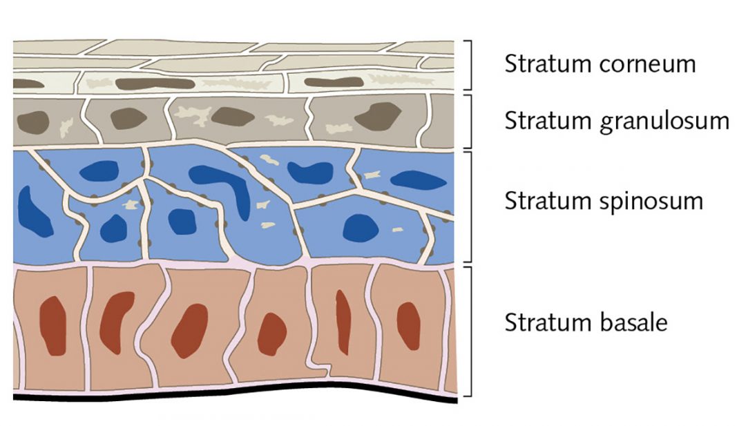 Normal Human Epidermal Keratinocytes NHEK PromoCell