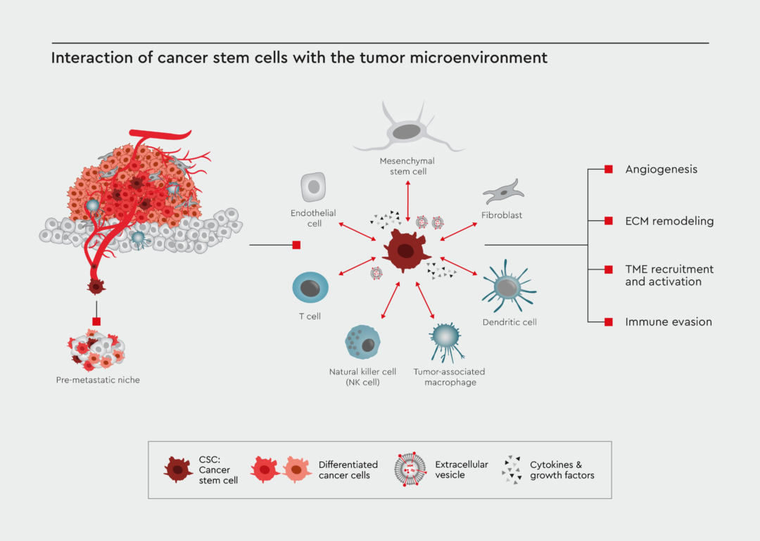 Tumor Microenvironment Promocell