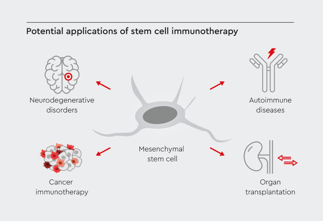 Stem Cell Immunotherapy Harnessing The Immune System Promocell