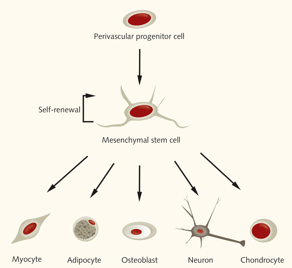 adult mesenchymal stem cells