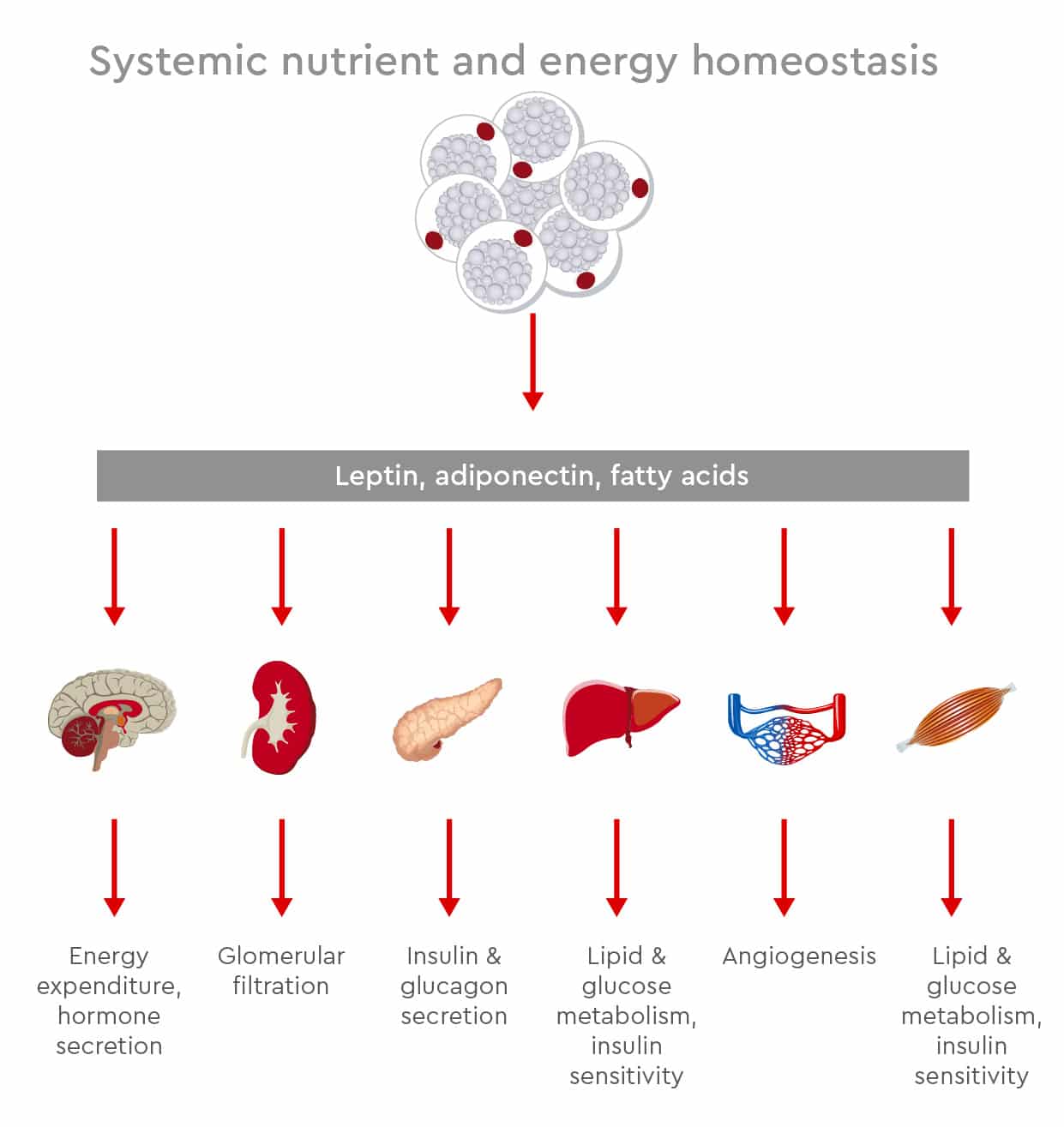 homéostasie systémique des nutriments et de l'énergie