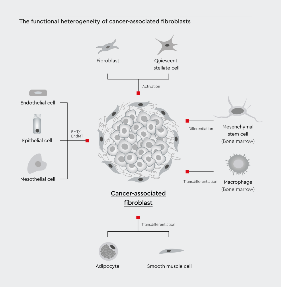Illustration of the cancer stem cell model in tumor progression and therapeutic resistance.