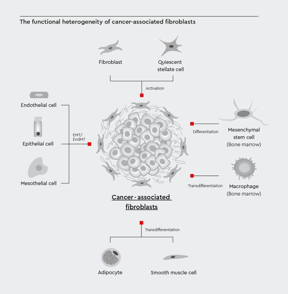 Illustration of the cancer stem cell model in tumor progression and therapeutic resistance.
