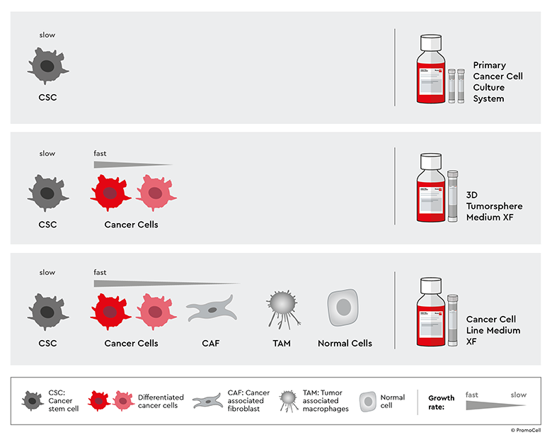 Illustration showing the factors influencing cancer stem cell (CSC) plasticity. CSC plasticity is driven by three key factors: external cues, internal cues and therapeutic pressure. 