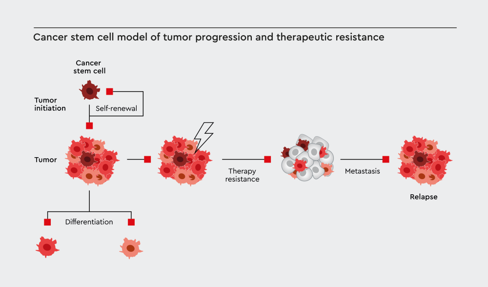 Illustration of the cancer stem cell model in tumor progression and therapeutic resistance.