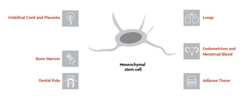  Mesenchymal stem cells (MSCs)
