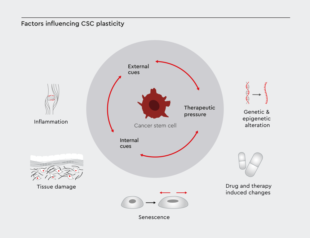 Illustration showing the factors influencing cancer stem cell (CSC) plasticity. CSC plasticity is driven by three key factors: external cues, internal cues and therapeutic pressure. 