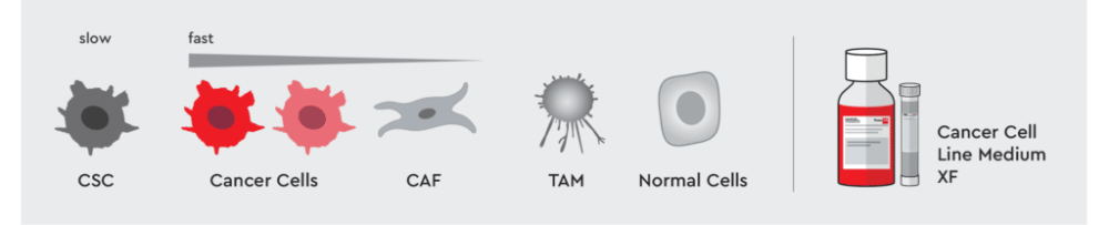 Cancer Cell Line Medium XF