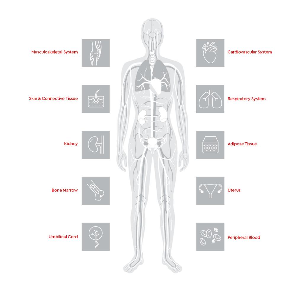 HLA-typed Human Primary Cells