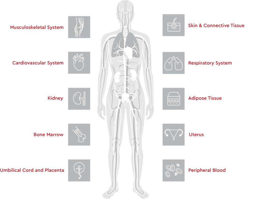 Illusttration of a humab body and the various tissues from which HLA-typed cells can be derived.