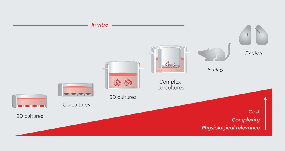Illustration of progression of in vitro cell culture models from basic 2D monolayers to physiologically relevant systems