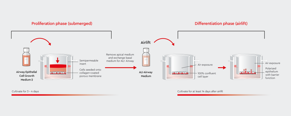  Illustration of air-liquid interface (ALI) culture workflow comparing submerged and airlifted conditions
