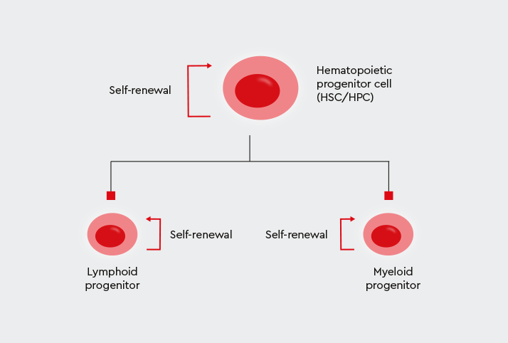 Role of CD34+ progenitor cells