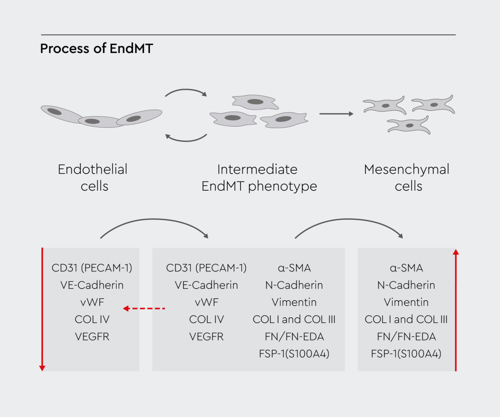 Molecular mechanisms of EndMT regulation of endothelial to mesenchymal cell transformation