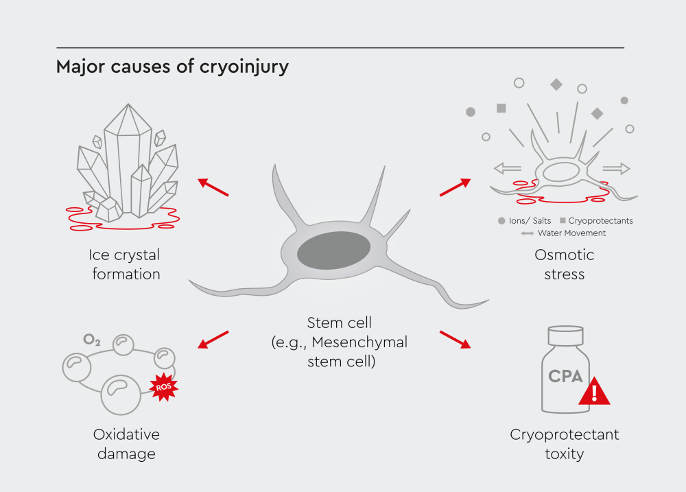 Key mechanisms contributing to cryoinjury, including ice crystal formation, osmotic stress, oxidative damage, and cryoprotectant toxicity