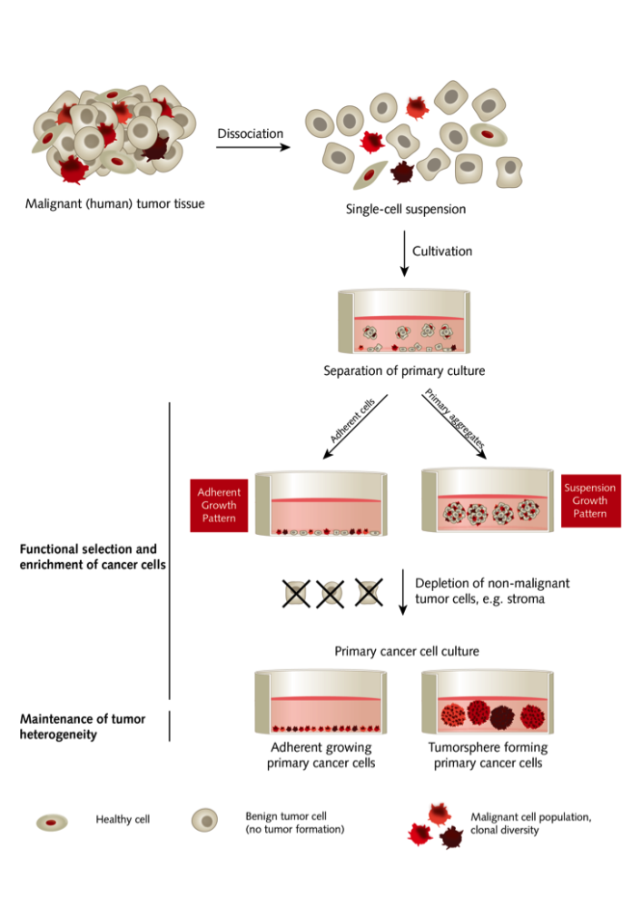 Selective culture of primary human cancer cells