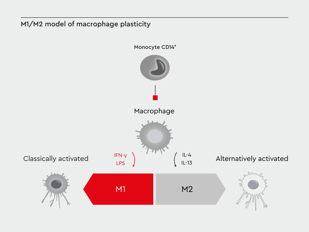 Illustration of M1/M2 model of macrophage plasticity.