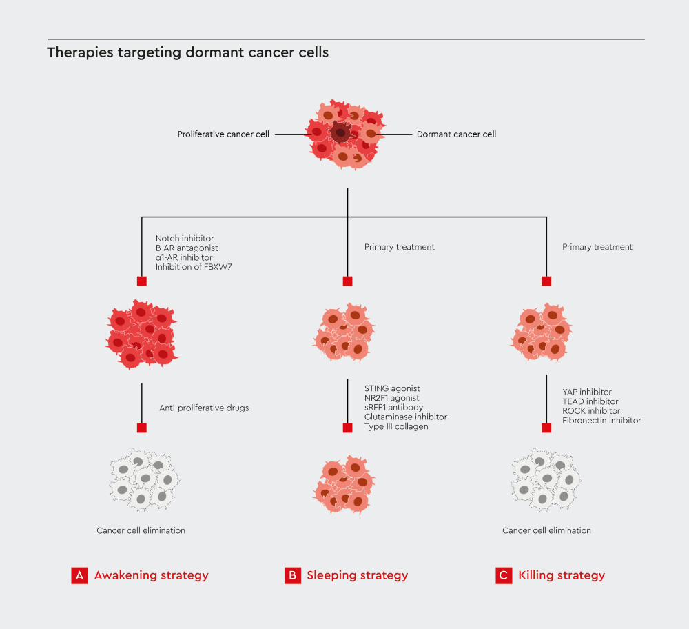 Diagram showing the macrophage plasticity spectrum.