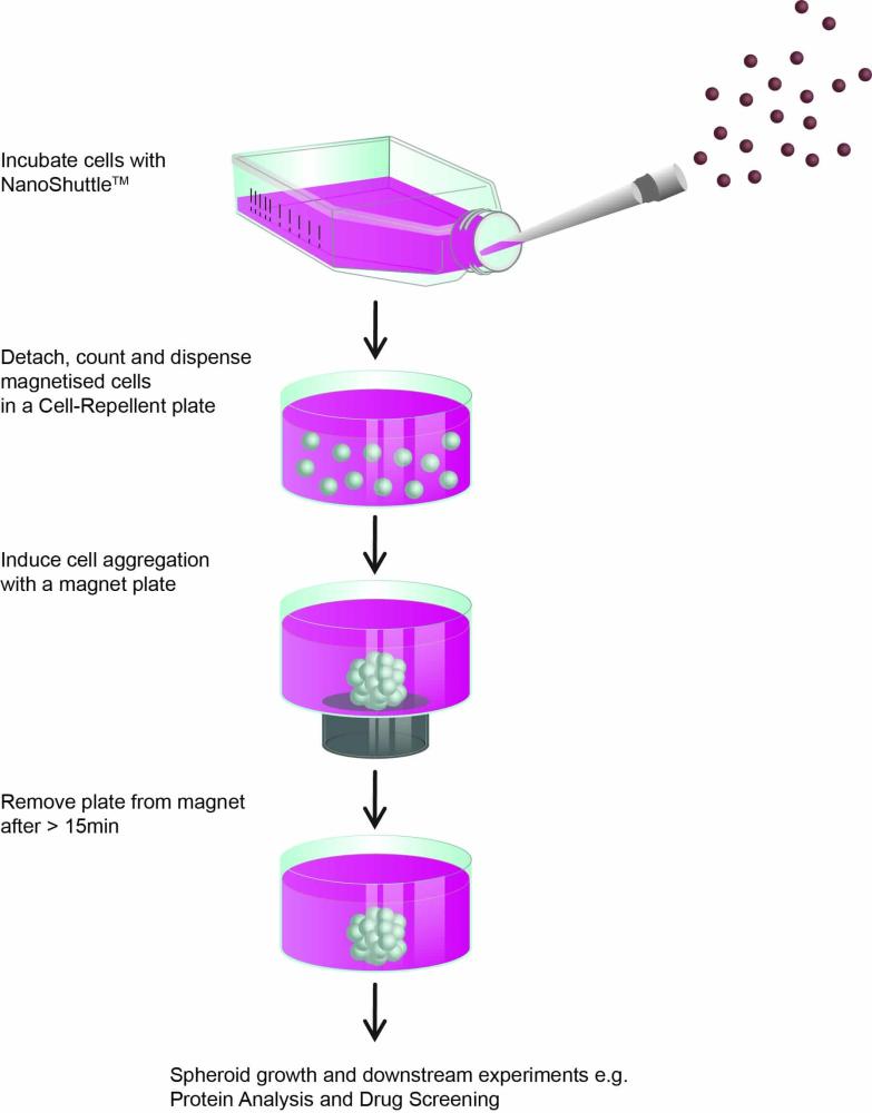 Infografic_magnetic-3D-cell-culture_high-throughput-screening