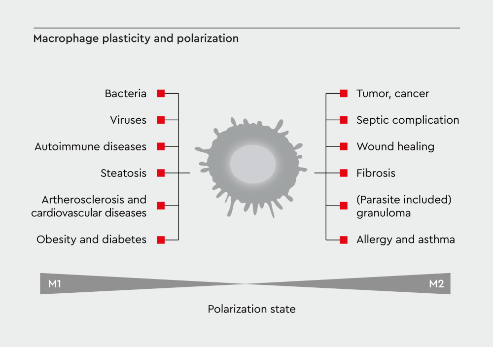 Illustration how disease context shapes macrophage function. Macrophage plasticity plays opposing roles in different diseases.