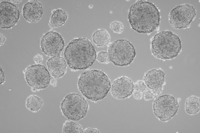 3D Cell Culture category