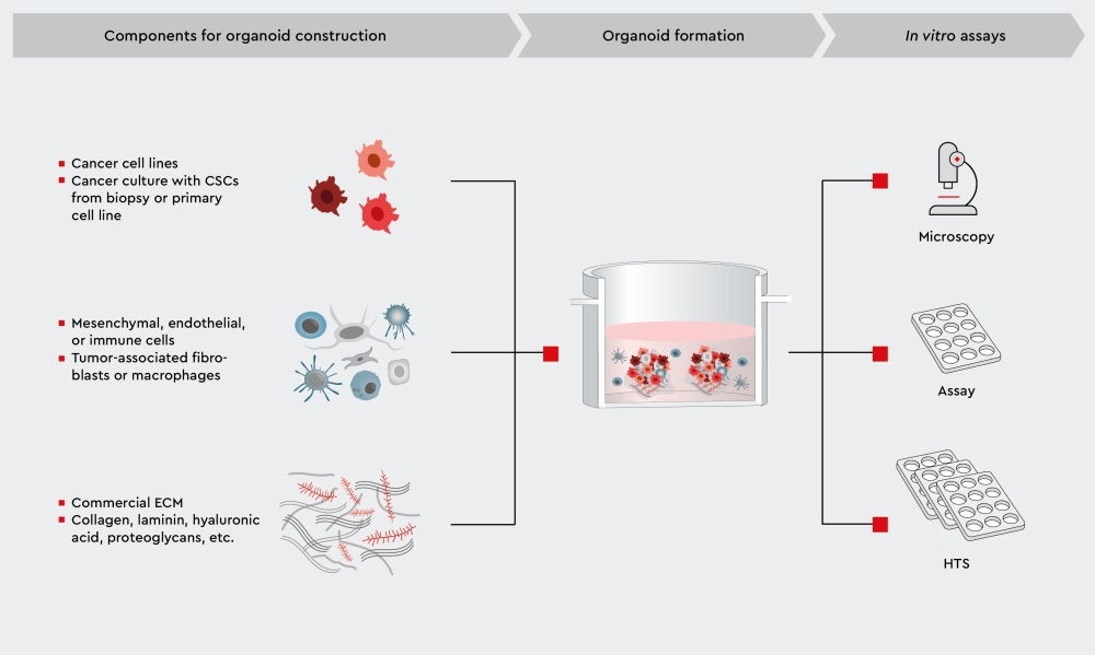  Workflow for establishing 3D organoids consisting of cancer and non-cancer cell types in the TME. 