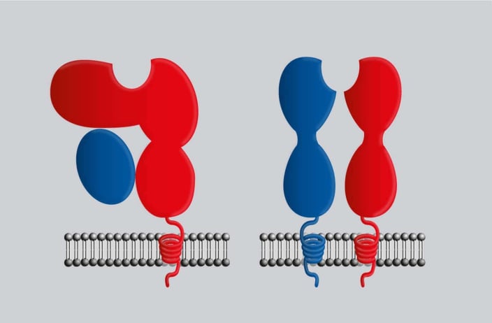 Featured image for For faster research on immunotherapies: HLA-typed human primary cells