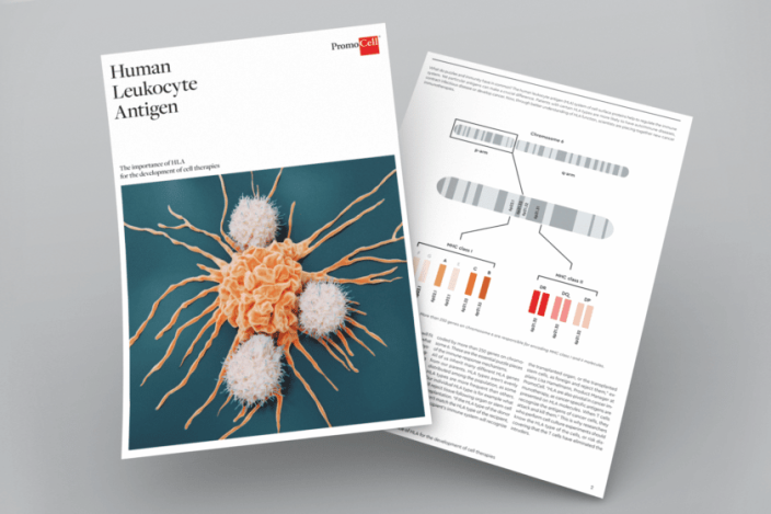 Featured image for The importance of HLA for the development of cell therapies