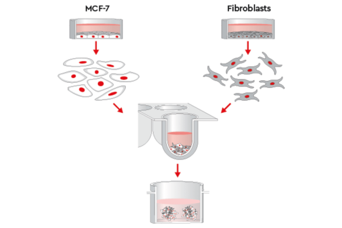 Featured image for Cancer organoid co-culture protocol