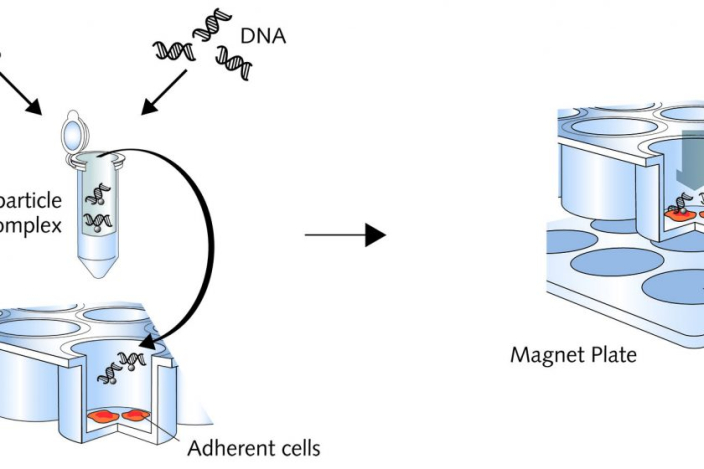 Featured image for PromoCell now exclusive supplier of MATra (Magnet-Assisted Transfection)