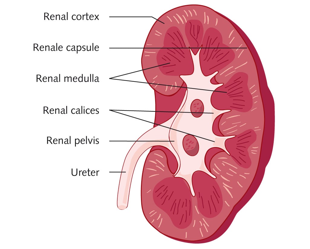 What is the exact localization of PromoCell's HRCEpC? Are the cells isolated from proximal or distal tubuli? product image