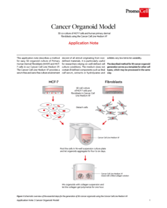 Cancer organoid model