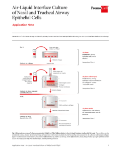 Air-Liquid Interface Culture of Nasal and Tracheal Airway Epithelial Cells