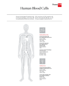 Human Blood Cells Types