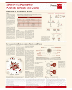 Macrophage polarization: plasticity in health and disease