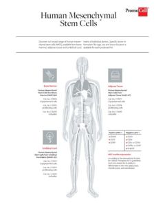 Mesenchymal Stem Cell Types