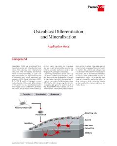 Osteoblast Differentiation and Mineralization