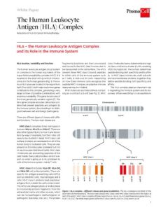 The human leukocyte antigen (HLA) complex