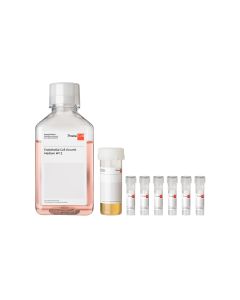 Endothelial Cell Growth Medium MV 2 Kit