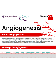 Understanding in vitro angiogenesis