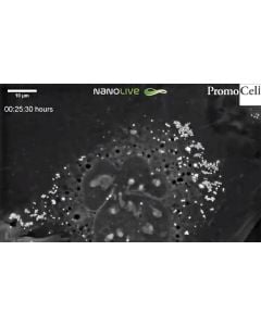 Cells in Action: Human Primary Keratinocytes at the stratum granulosum