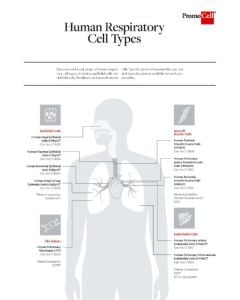 Human respiratory cell types