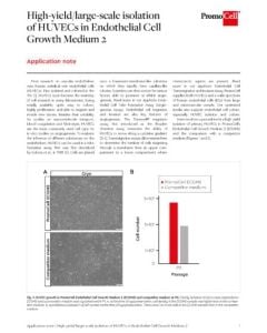 High-yield isolation of HUVECs in Endothelial Cell Growth Medium 2