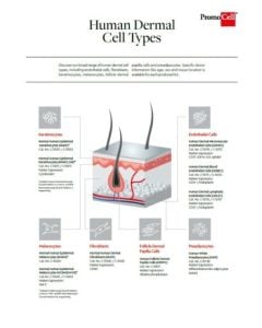 Dermal cell types