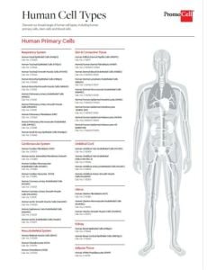 Human cell types