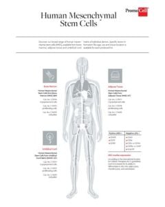Mesenchymal stem cell types