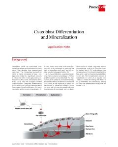 Osteoblast differentiation and mineralization