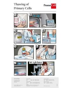 Thawing and Subcultivation