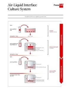 Air-liquid interface culture system overview