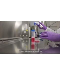 Attachment and Detachment of Cells